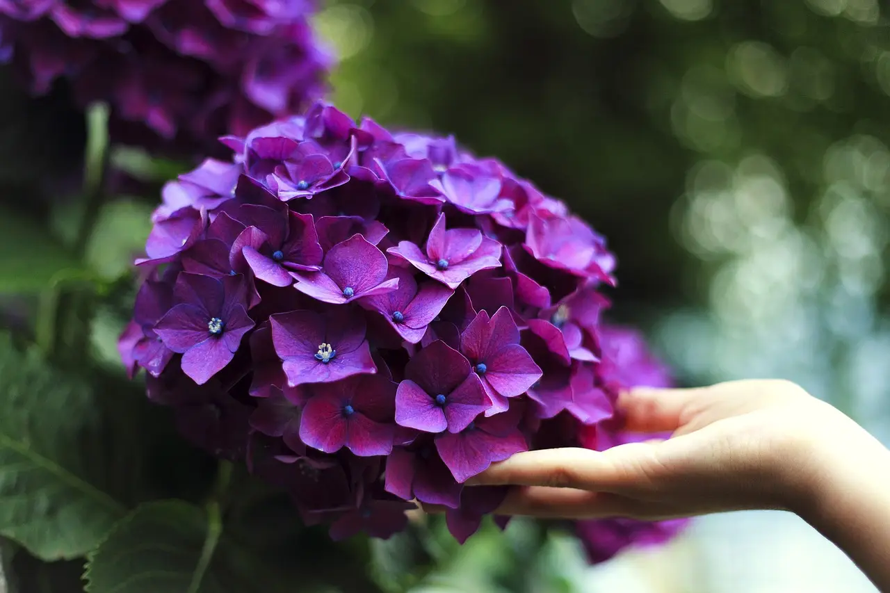 Come proteggere le ortensie dal vento: il trucco dei giardinieri Immagine selezionata
