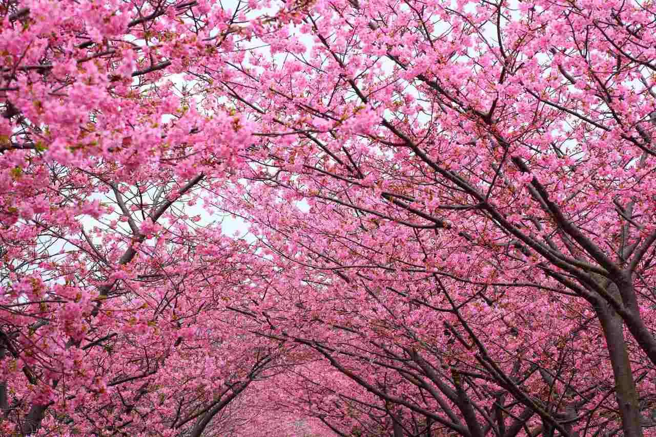 Tre alberi da frutto perfetti da piantare a maggio per una primavera ricca di sapori