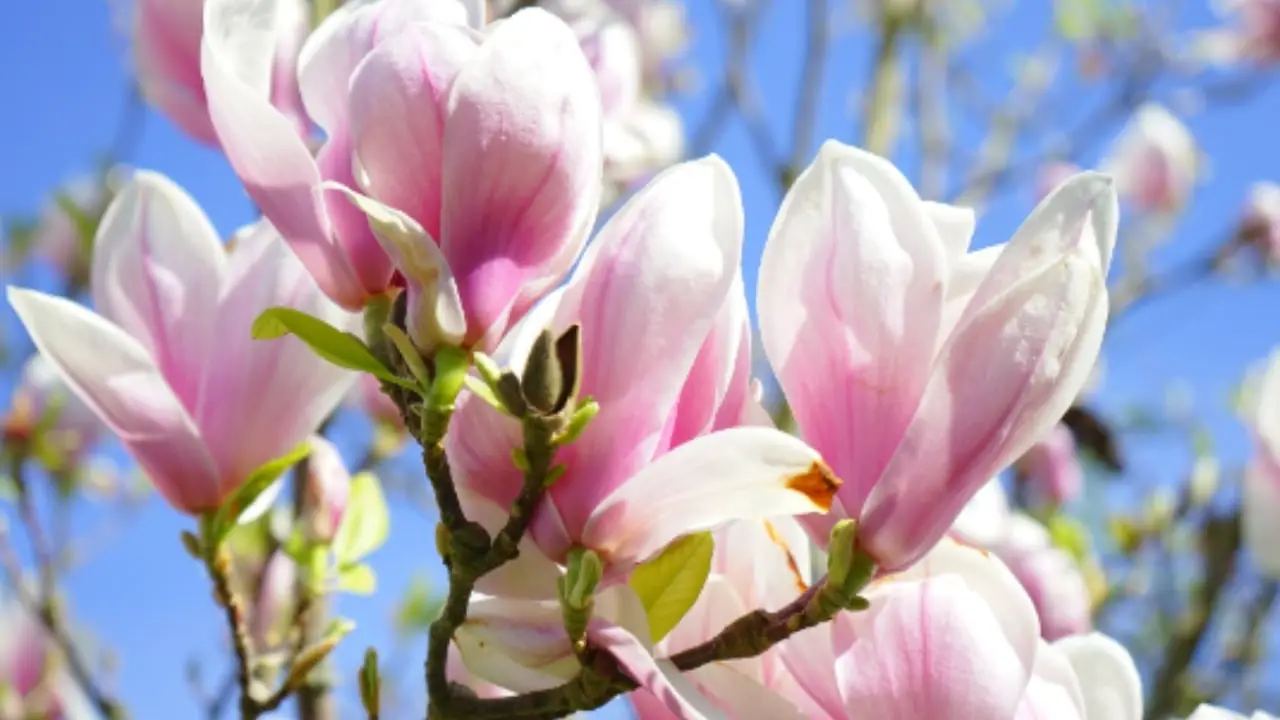 Tre alberi da frutto perfetti da piantare a maggio per una primavera ricca di sapori Immagine selezionata