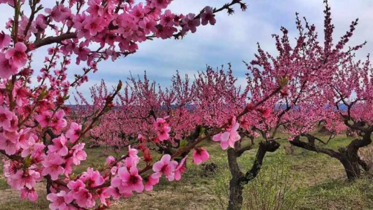 Tre alberi da frutto perfetti da piantare a maggio per una primavera ricca di sapori Immagine selezionata
