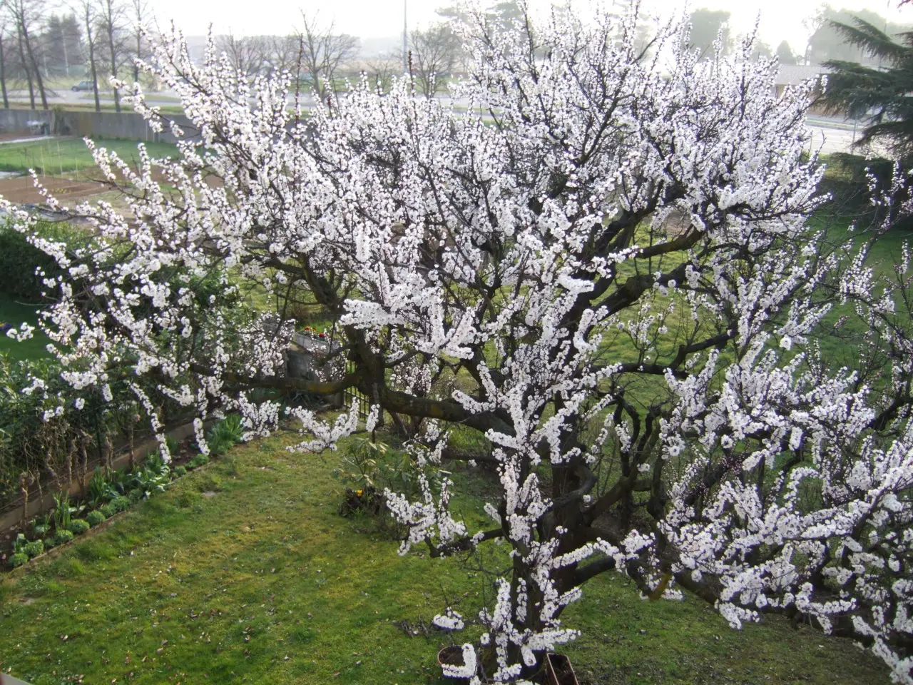 Tre alberi da frutto perfetti da piantare a maggio per una primavera ricca di sapori Immagine selezionata