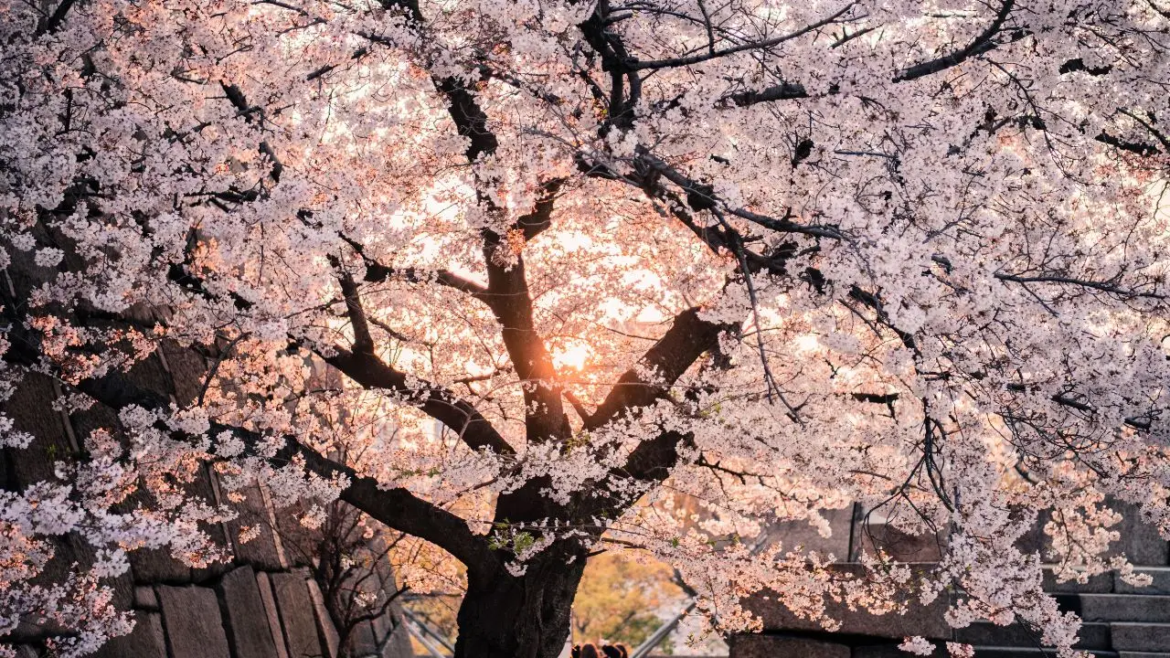 Tre alberi da frutto perfetti da piantare a maggio per una primavera ricca di sapori Immagine selezionata