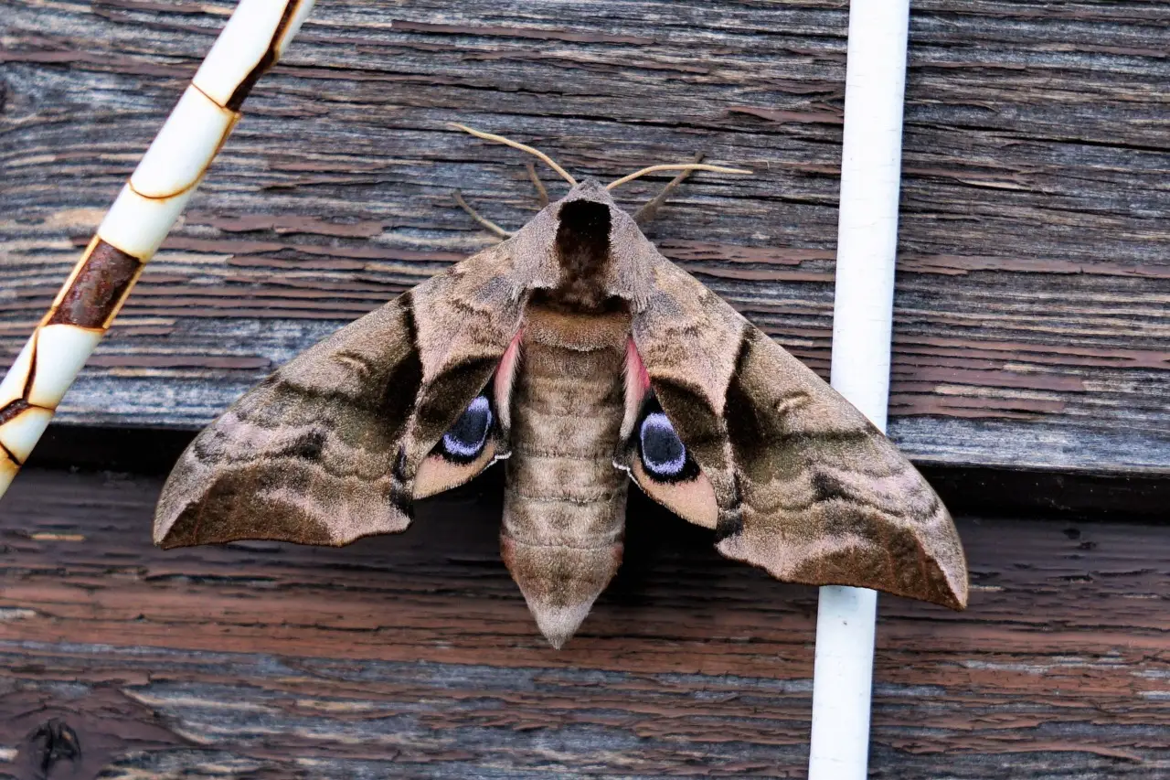 È il momento di accogliere i colibrì! Ecco dove stanno arrivando e preparati a stupirli Immagine selezionata