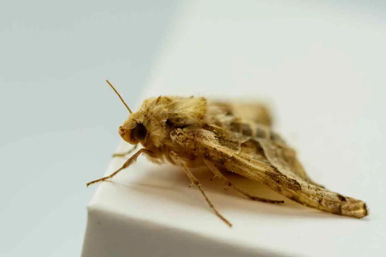 È il momento di accogliere i colibrì! Ecco dove stanno arrivando e preparati a stupirli Immagine selezionata