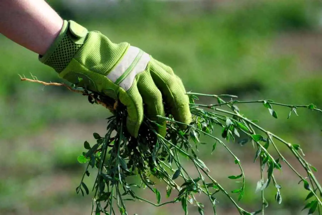 Stop alle erbacce tra i sassi: ecco il trucco dei giardinieri che nessuno ti aveva mai svelato Immagine selezionata