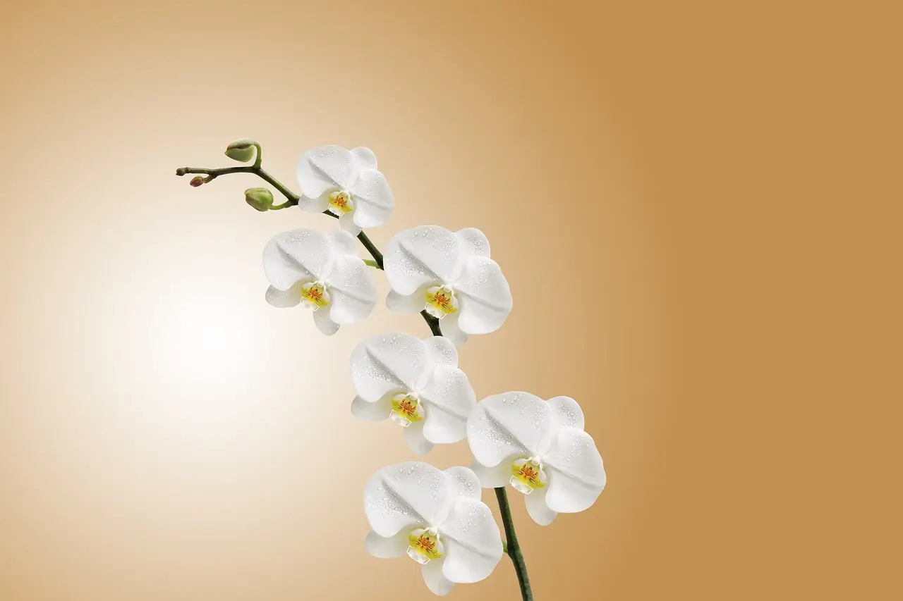 Il metodo giapponese per coltivare orchidee perfette conquista sempre più appassionati Immagine selezionata