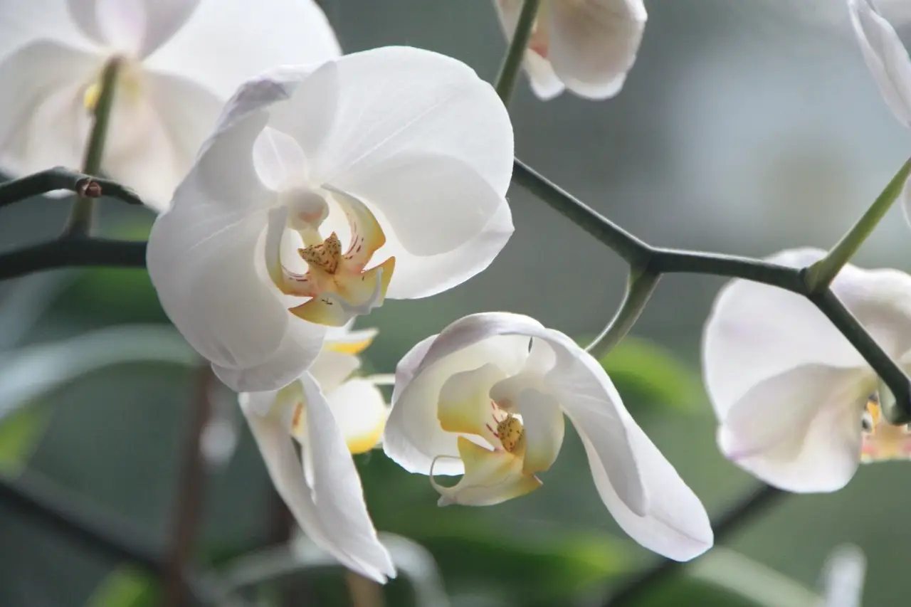 Il metodo giapponese per coltivare orchidee perfette conquista sempre più appassionati