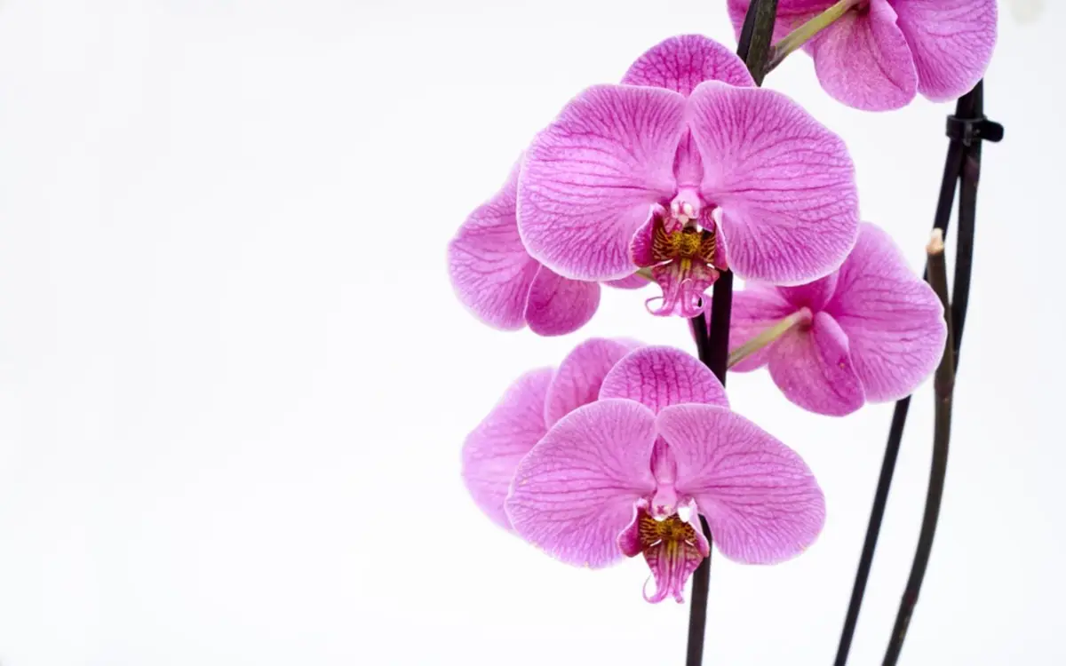 Il metodo giapponese per coltivare orchidee perfette conquista sempre più appassionati Immagine selezionata