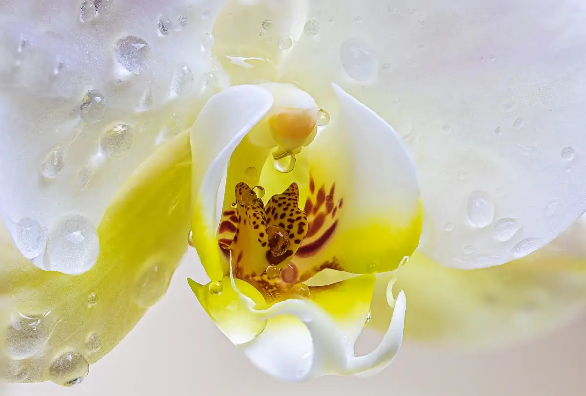 Il metodo giapponese per coltivare orchidee perfette conquista sempre più appassionati Immagine selezionata