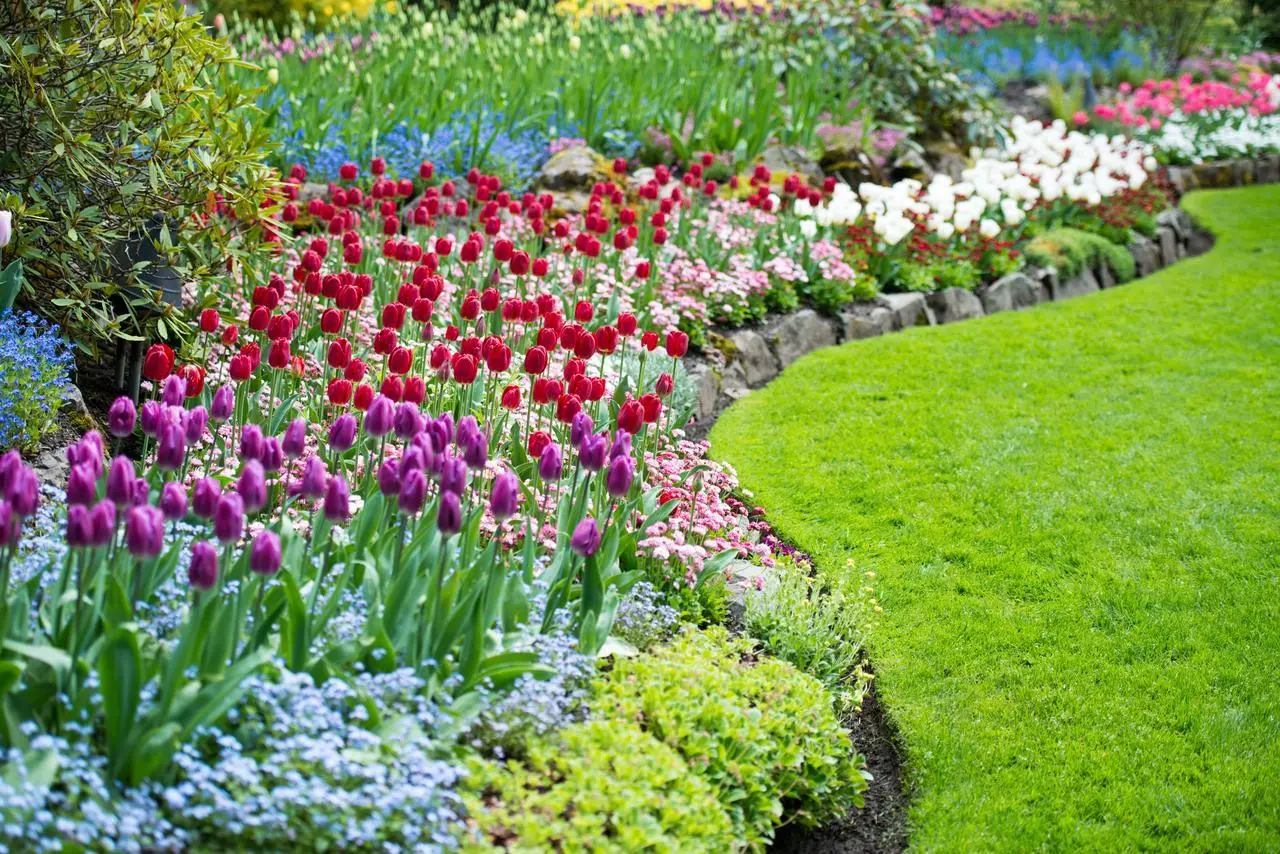 Piante invasive minacciano il tuo giardino: ecco come proteggerti Immagine selezionata