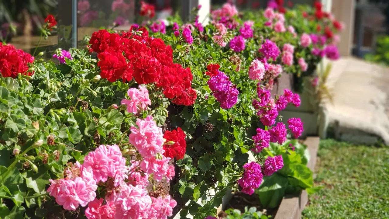 Piante invasive minacciano il tuo giardino: ecco come proteggerti Immagine selezionata