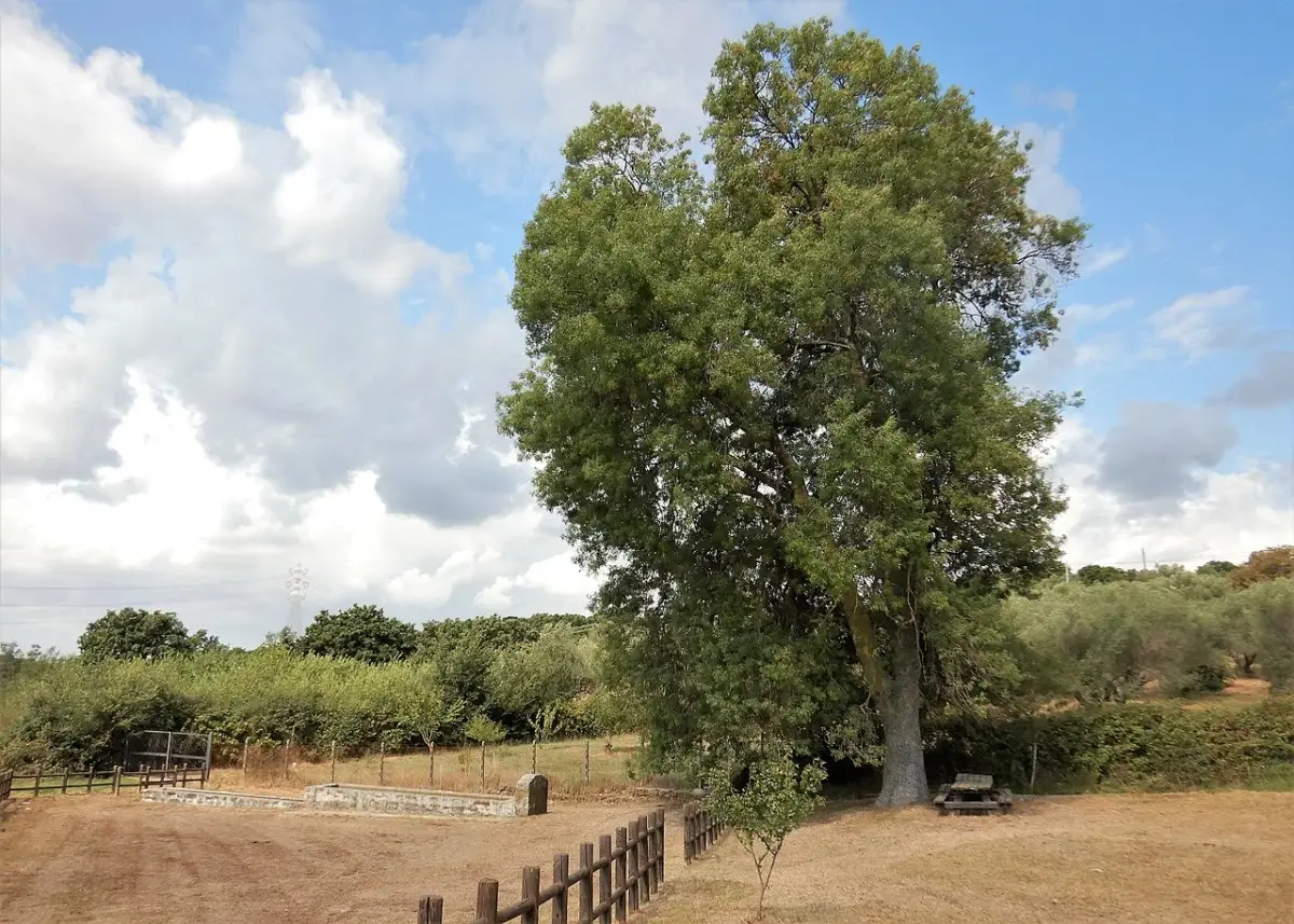 La pianta centenaria che torna a sorprendere: ecco la riscoperta verde nel sud