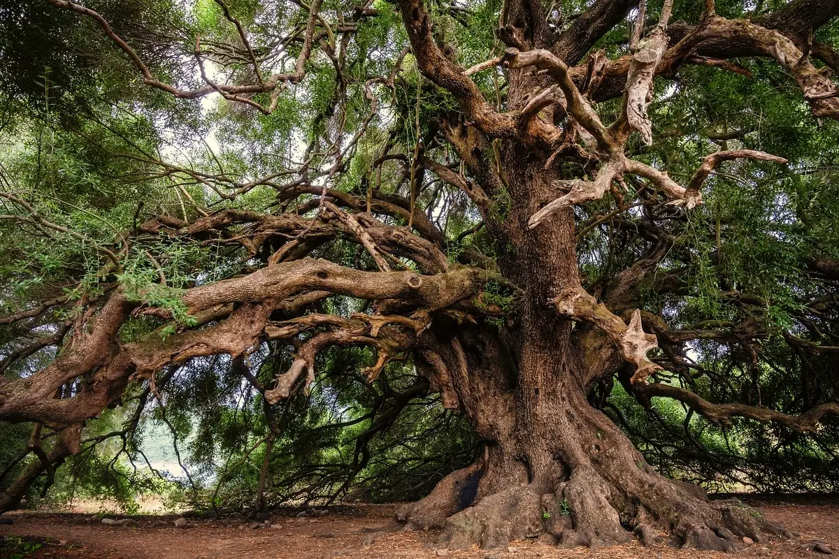 La pianta centenaria che torna a sorprendere: ecco la riscoperta verde nel sud Immagine selezionata