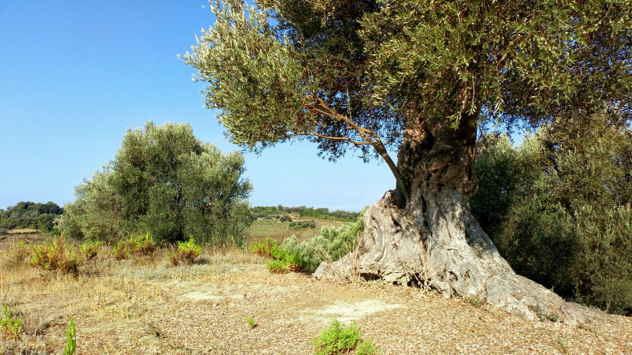 La pianta centenaria che torna a sorprendere: ecco la riscoperta verde nel sud Immagine selezionata