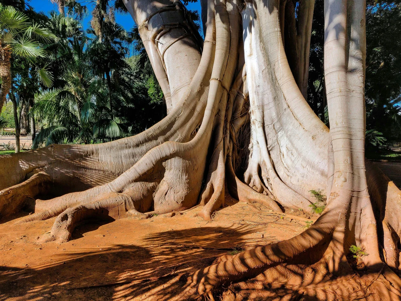 La pianta centenaria che torna a sorprendere: ecco la riscoperta verde nel sud Immagine selezionata
