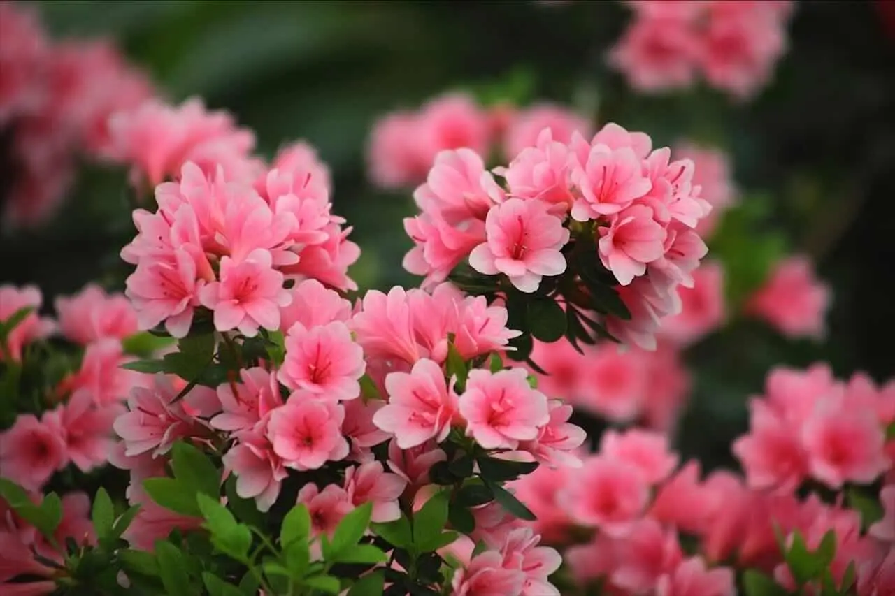 Otto arbusti sempreverdi per un giardino colorato tutto l’anno Immagine selezionata