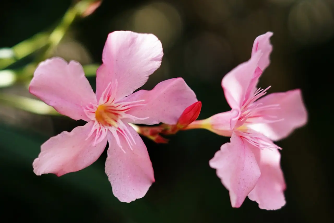 Otto arbusti sempreverdi per un giardino colorato tutto l’anno Immagine selezionata