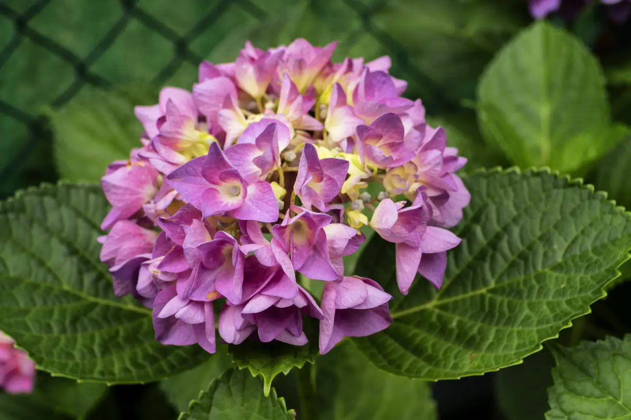 Otto arbusti sempreverdi per un giardino colorato tutto l’anno Immagine selezionata