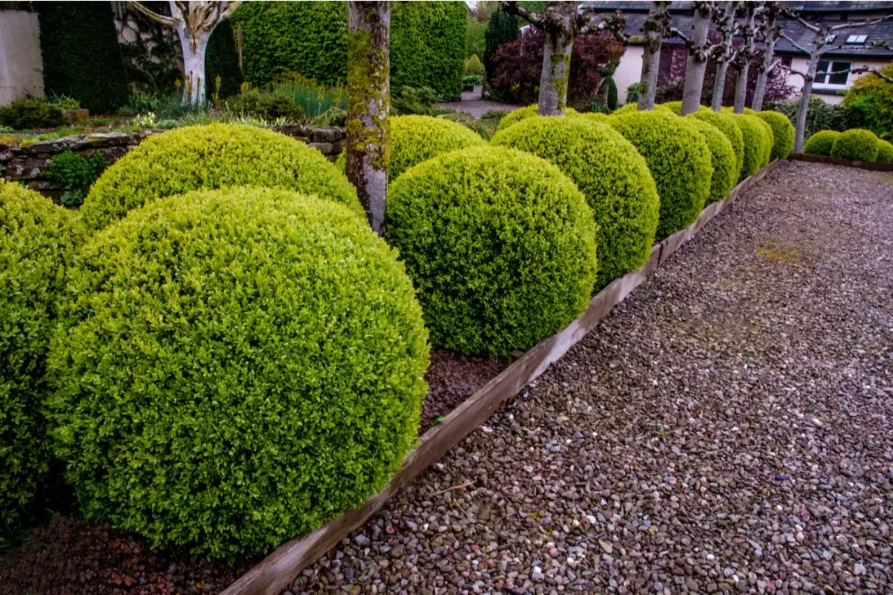 Otto arbusti sempreverdi per un giardino colorato tutto l’anno Immagine selezionata