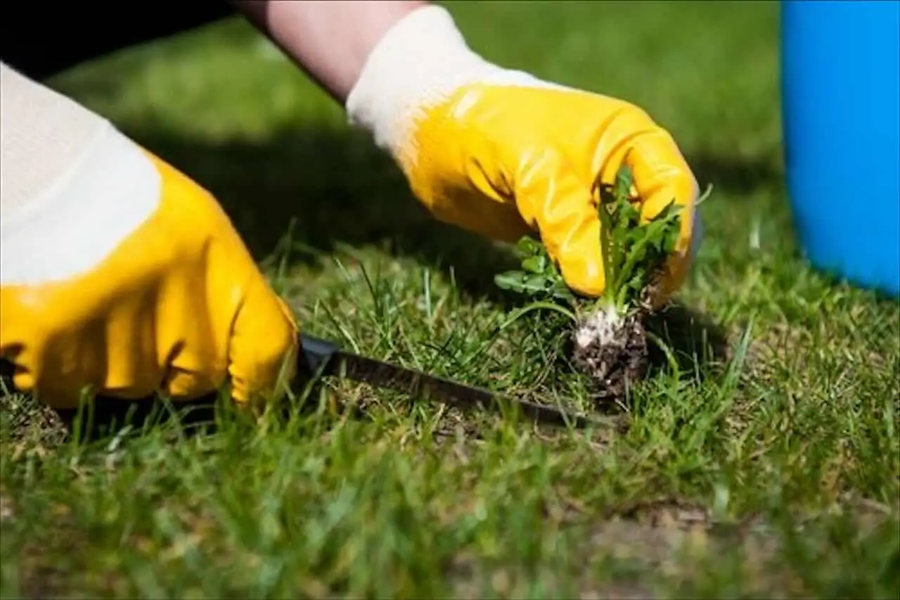 Denti di leone nel prato, tra eliminazione definitiva e rischio per l’ecosistema. Cosa dicono gli esperti Immagine selezionata