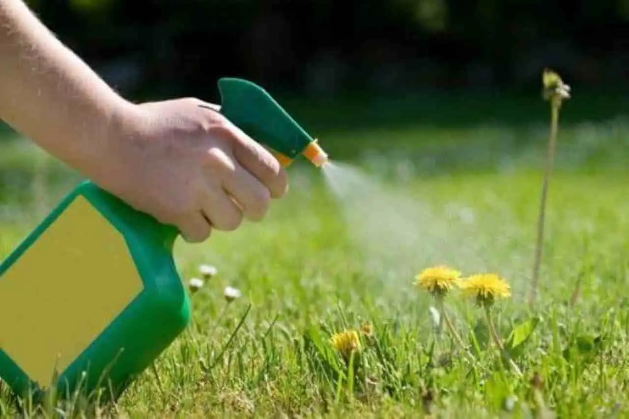 Denti di leone nel prato, tra eliminazione definitiva e rischio per l’ecosistema. Cosa dicono gli esperti Immagine selezionata