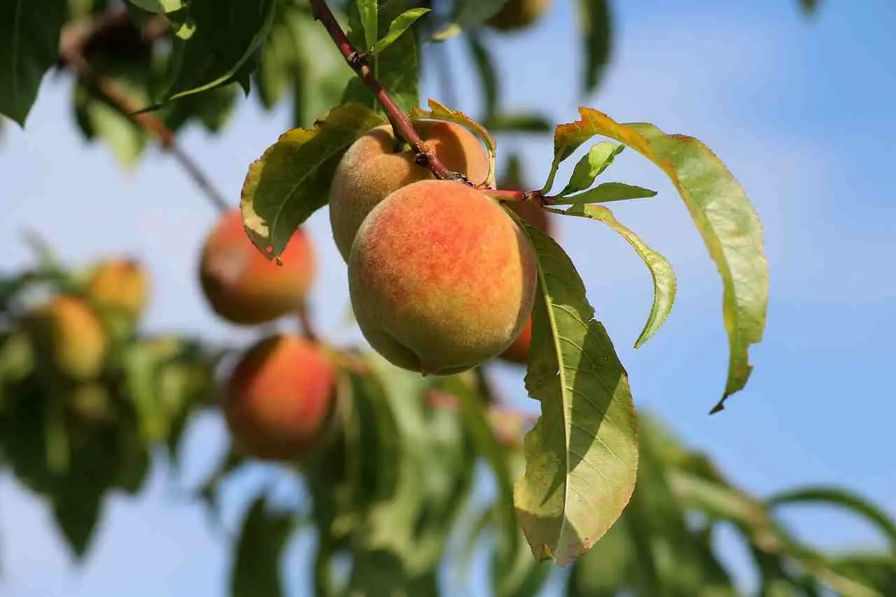 Pesco malato ogni primavera? Ecco il rimedio naturale che funziona davvero! Pesco malato ogni primavera? Ecco il rimedio naturale che funziona davvero!