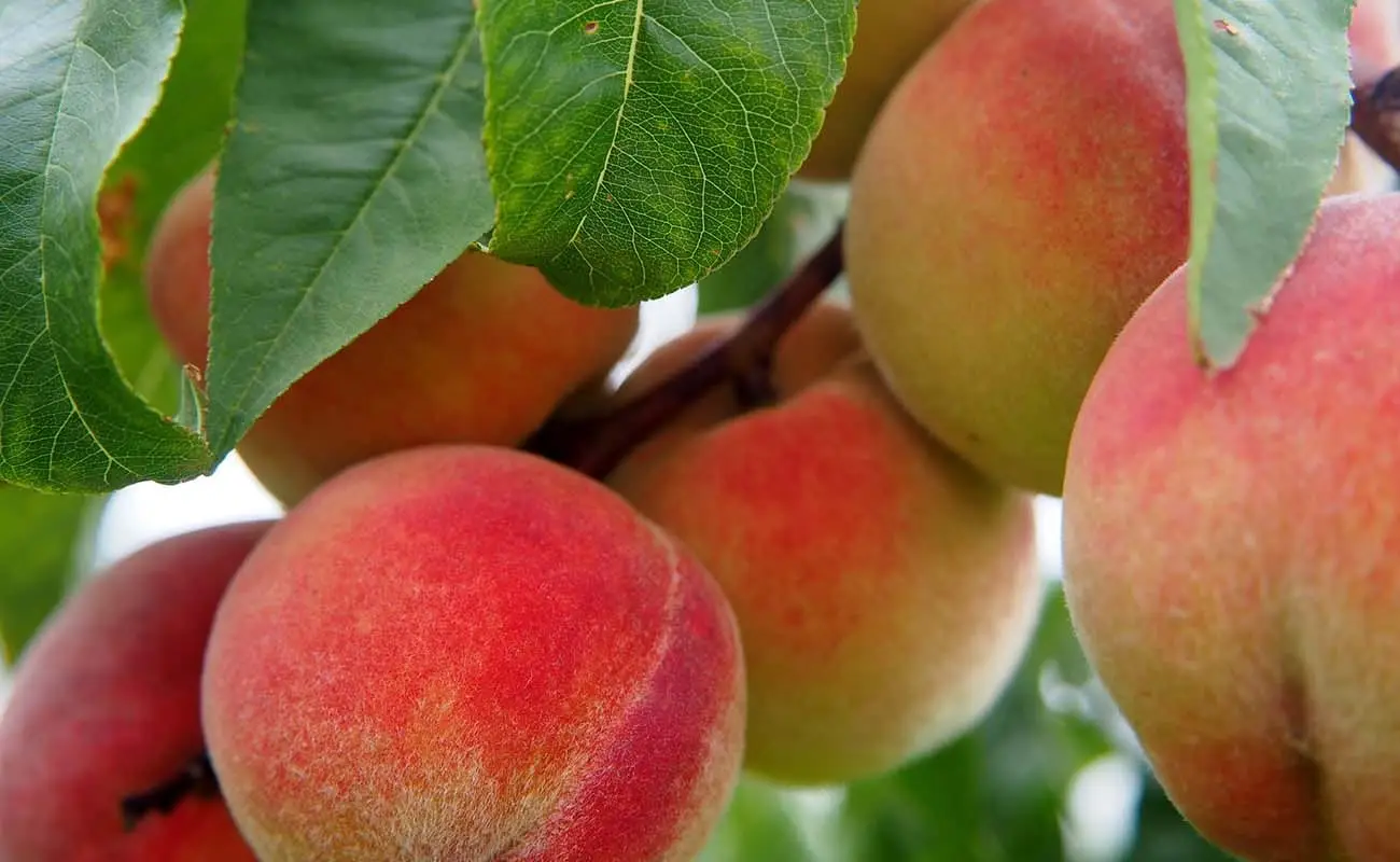 Pesco malato ogni primavera? Ecco il rimedio naturale che funziona davvero! Immagine selezionata