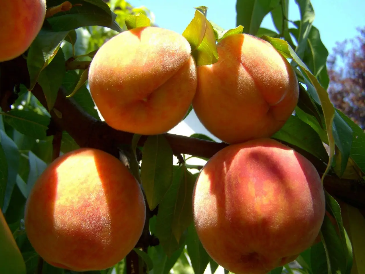 Pesco malato ogni primavera? Ecco il rimedio naturale che funziona davvero! Immagine selezionata