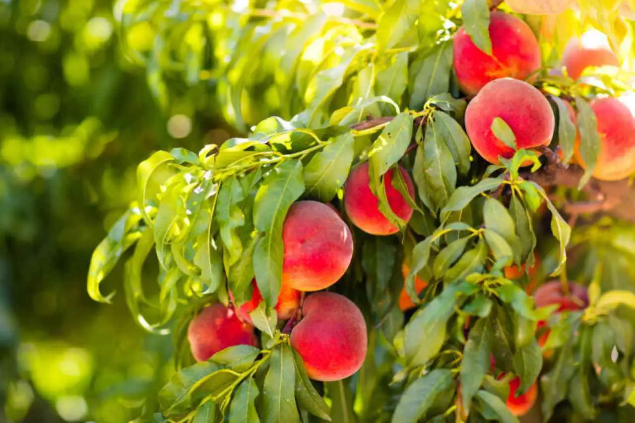 Pesco malato ogni primavera? Ecco il rimedio naturale che funziona davvero! Immagine selezionata