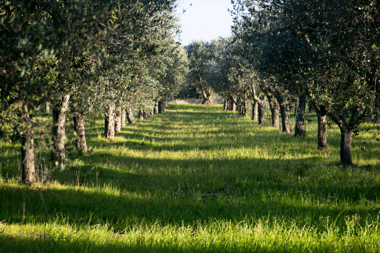 Tesori nascosti la riserva naturale apre al pubblico le sue rarità sconosciute Immagine selezionata