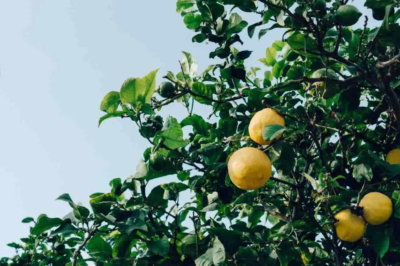 Desideri un limoneto florido? L’esperto rivela il segreto poco conosciuto per coltivarlo al meglio Immagine selezionata