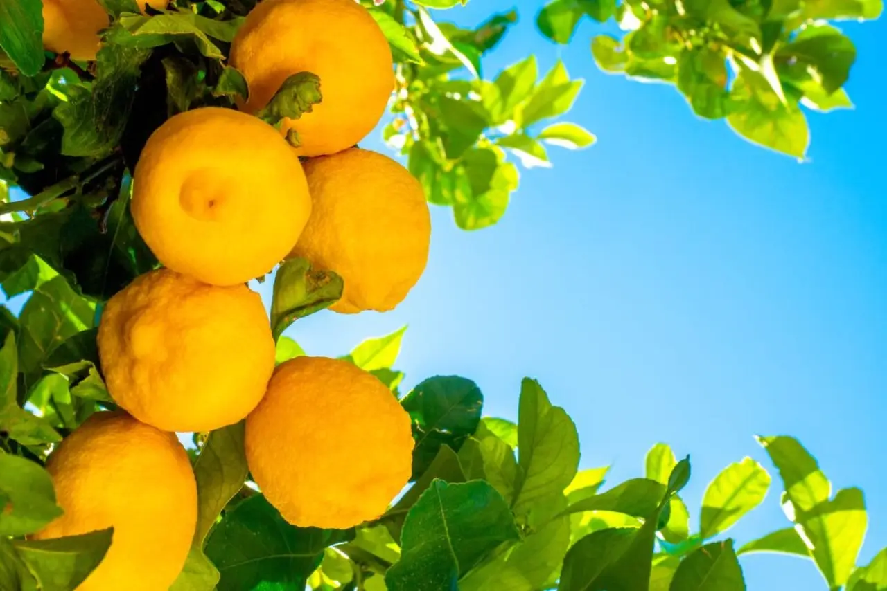 Desideri un limoneto florido? L’esperto rivela il segreto poco conosciuto per coltivarlo al meglio Immagine selezionata