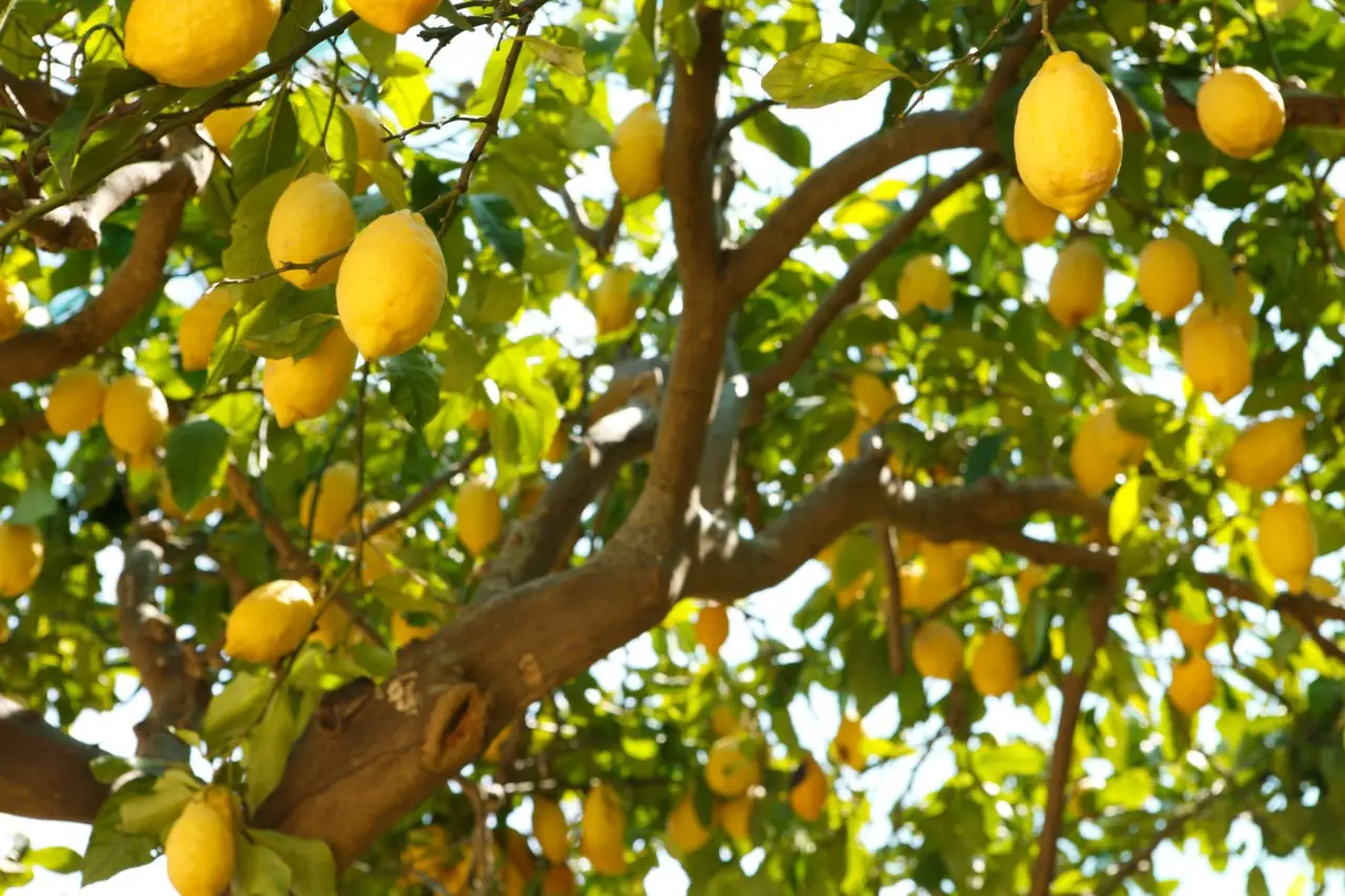Desideri un limoneto florido? L’esperto rivela il segreto poco conosciuto per coltivarlo al meglio Immagine selezionata