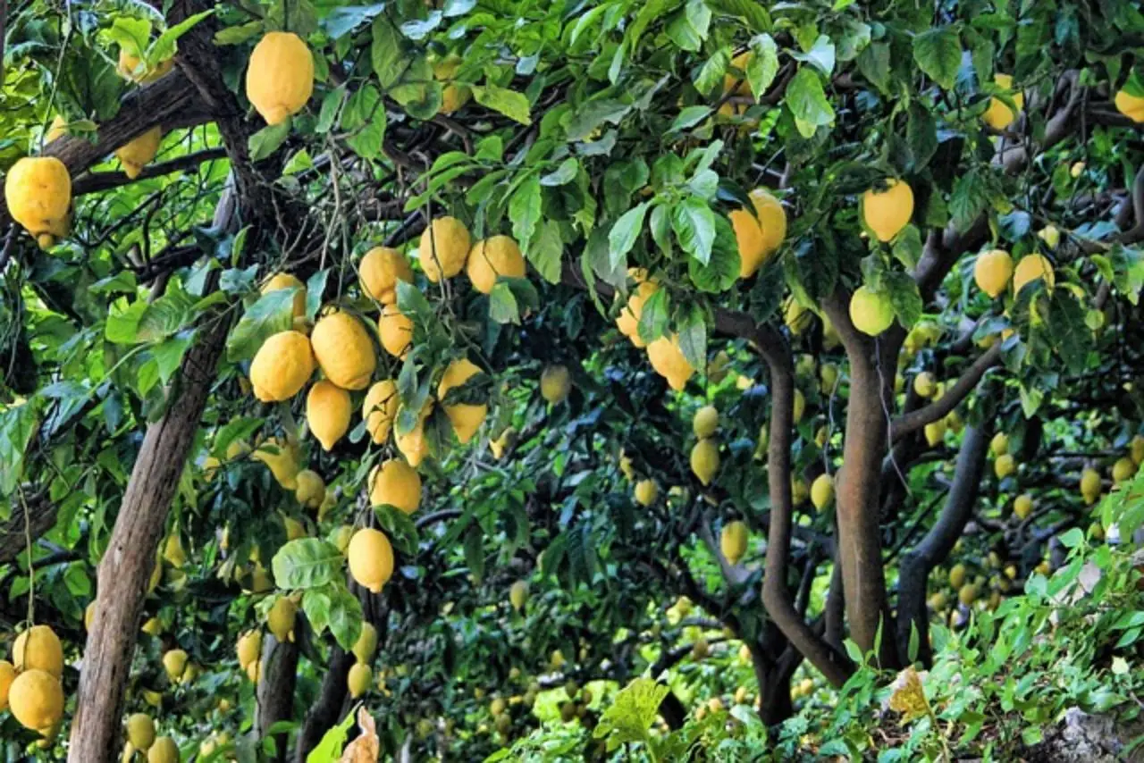 Desideri un limoneto florido? L’esperto rivela il segreto poco conosciuto per coltivarlo al meglio Immagine selezionata