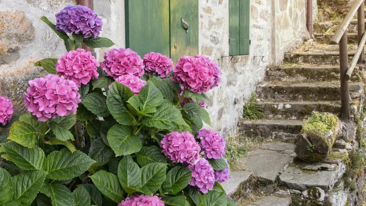 Ortensie perfette e rigogliose ecco come ottenere una fioritura spettacolare Immagine selezionata