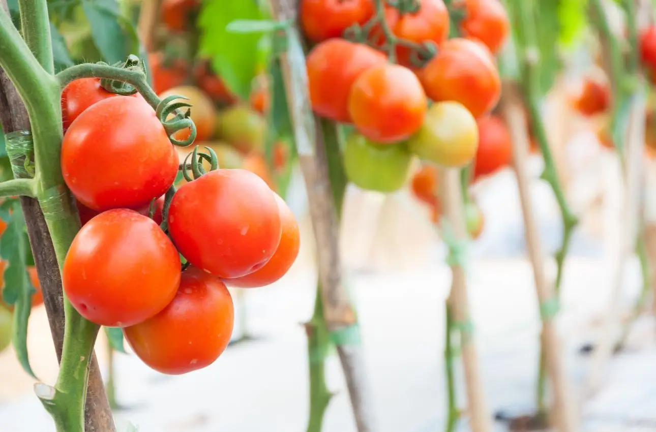 Il momento ideale per piantare i pomodori e il calendario da seguire Immagine selezionata