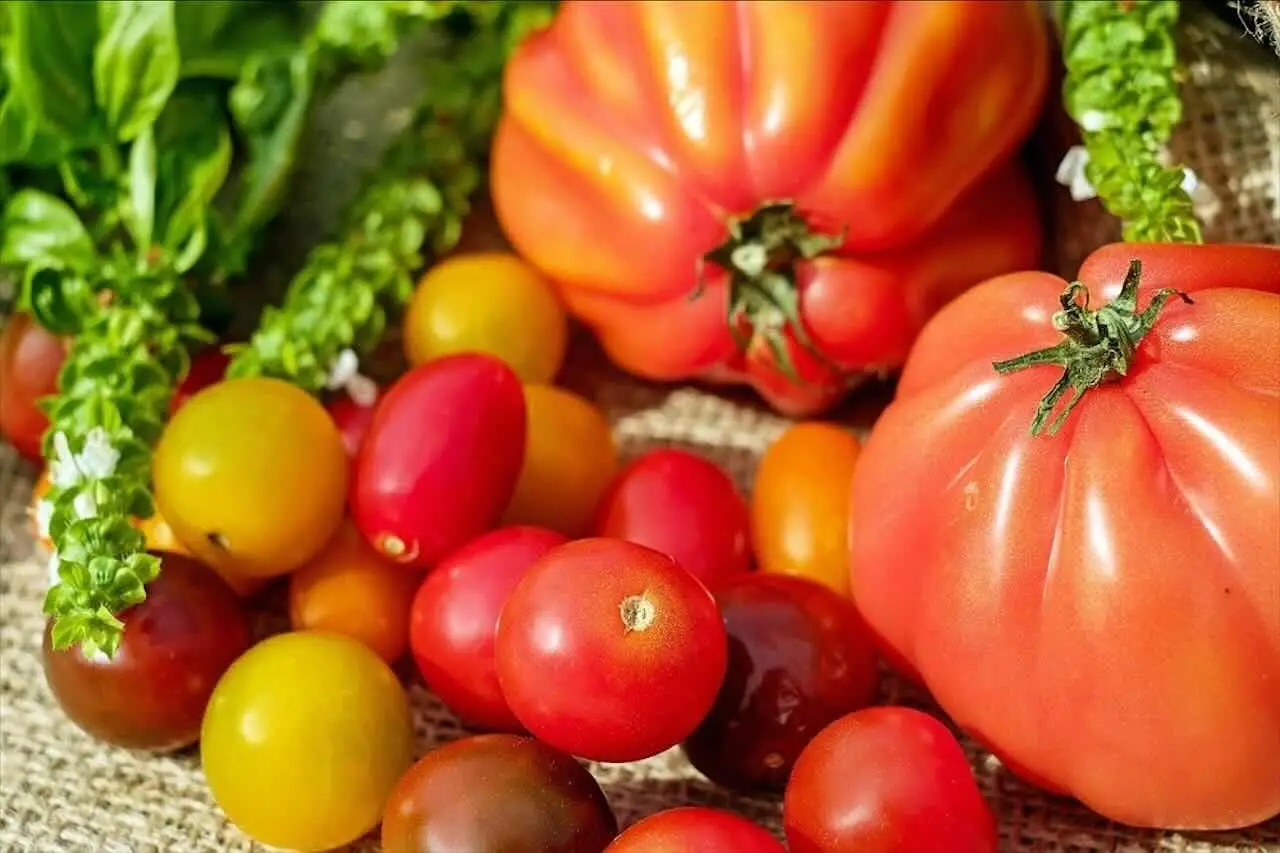 Il momento ideale per piantare i pomodori e il calendario da seguire Immagine selezionata