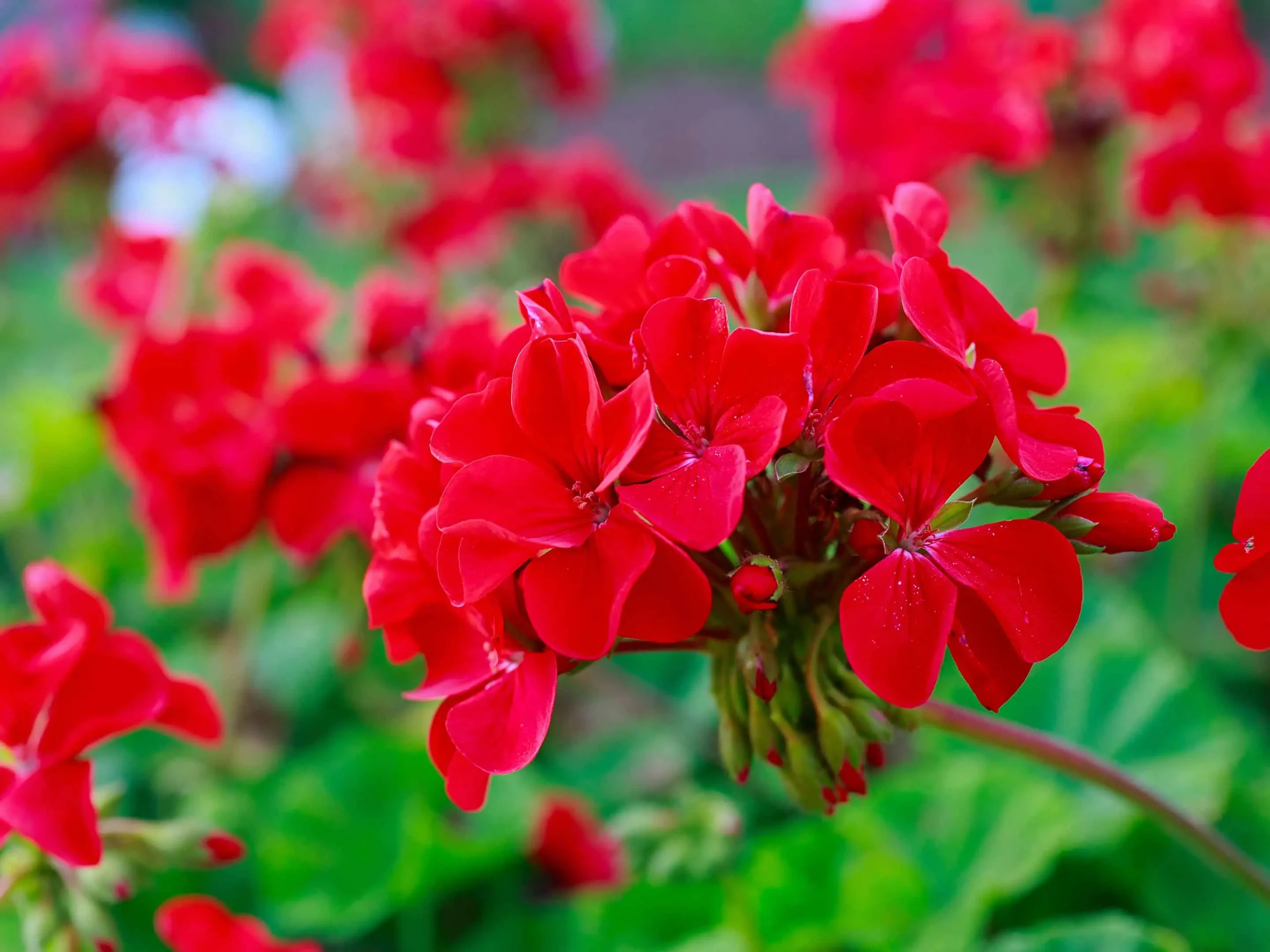 Gerani in fiore a lungo: il segreto della nonna che sorprende tutti