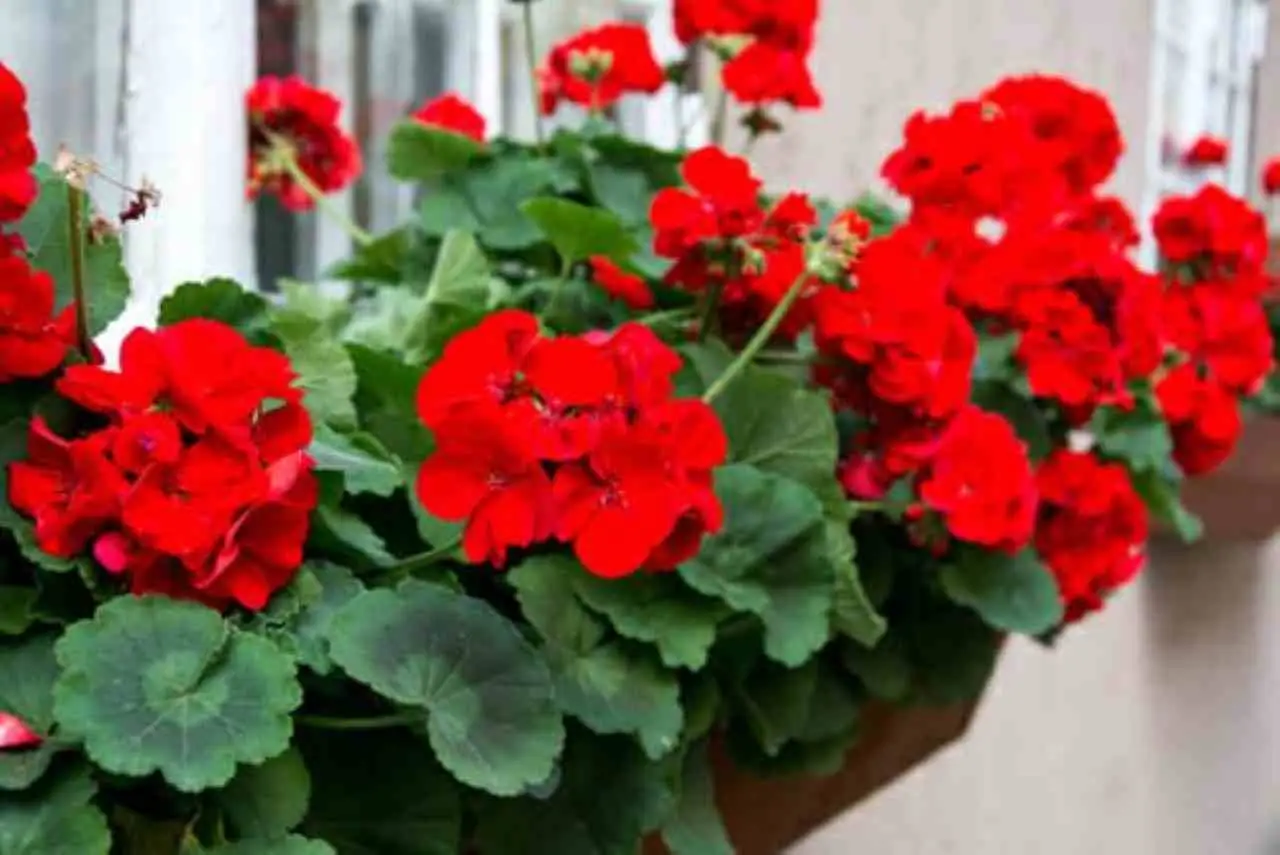 Gerani in fiore a lungo: il segreto della nonna che sorprende tutti Immagine selezionata