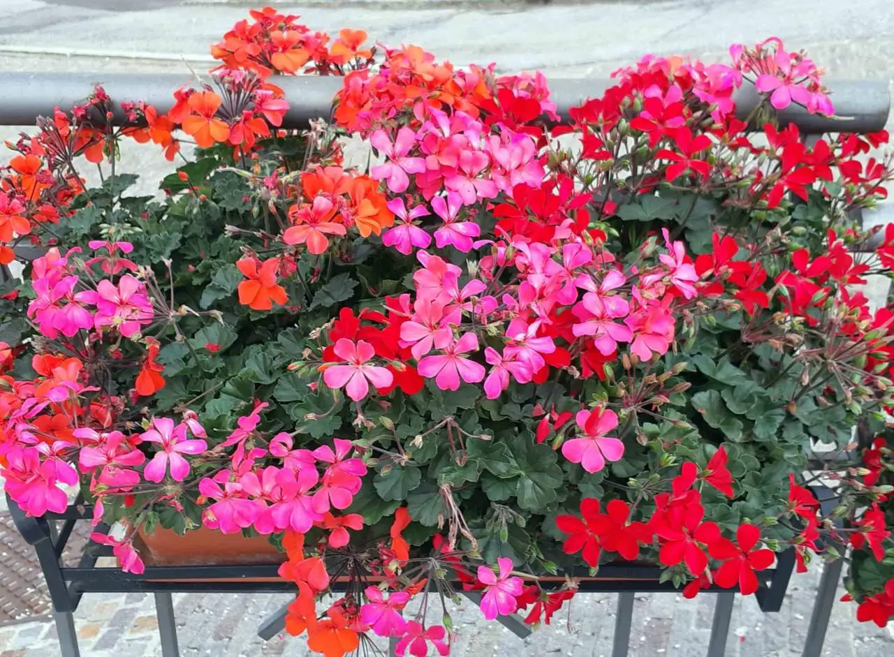 Gerani in fiore a lungo: il segreto della nonna che sorprende tutti Immagine selezionata
