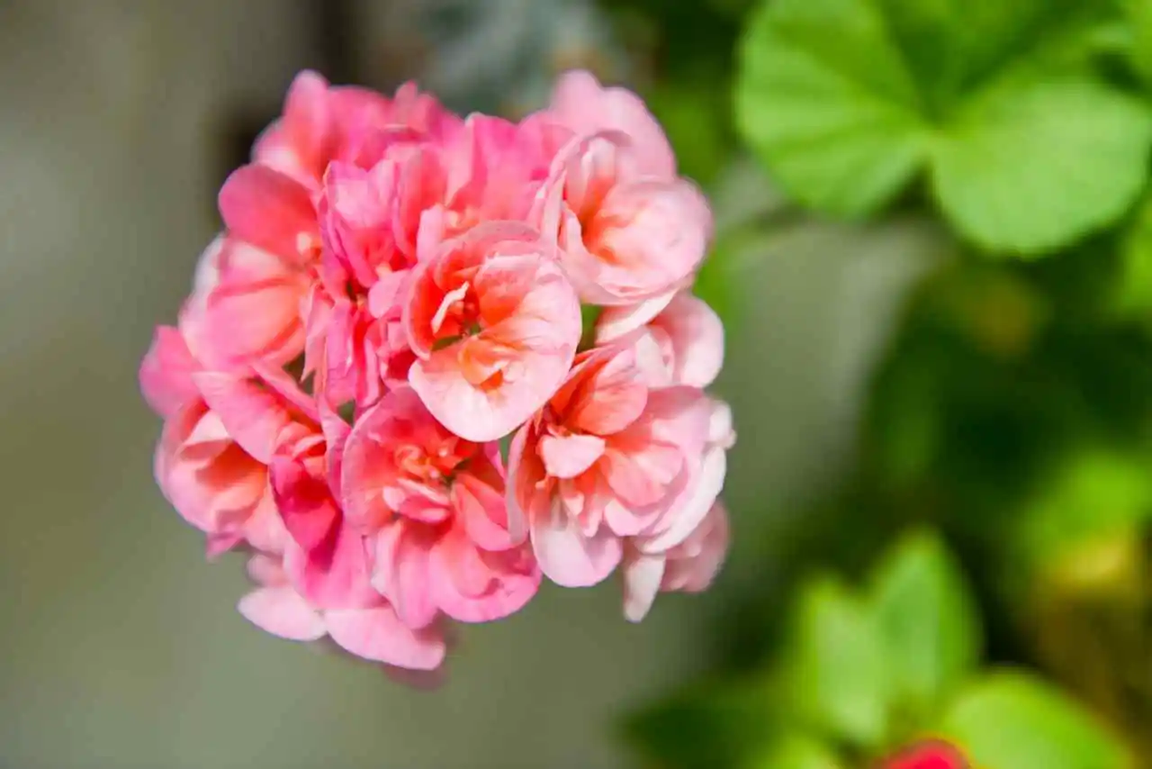 Gerani in fiore a lungo: il segreto della nonna che sorprende tutti Immagine selezionata