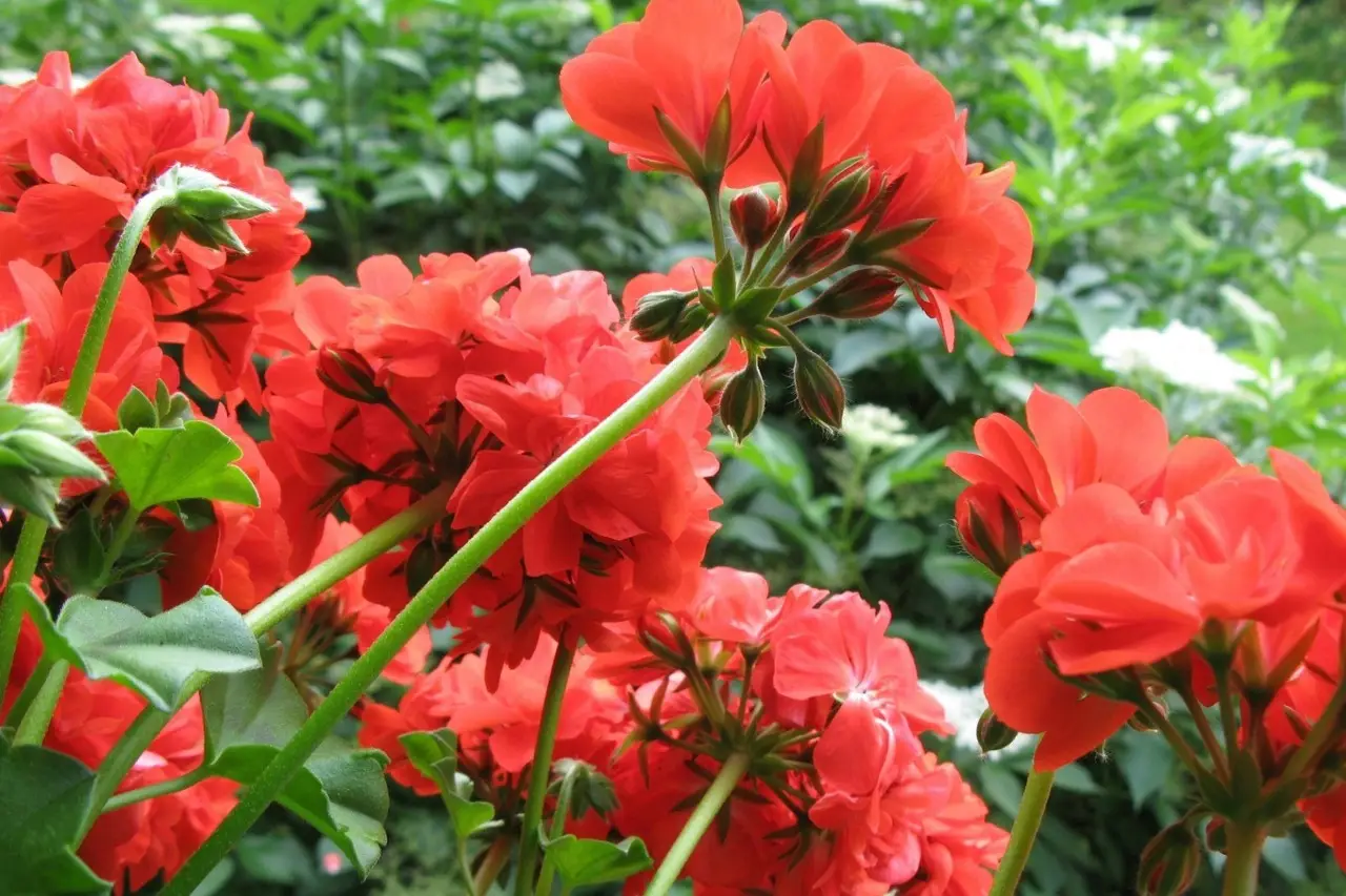 Gerani in fiore a lungo: il segreto della nonna che sorprende tutti Immagine selezionata