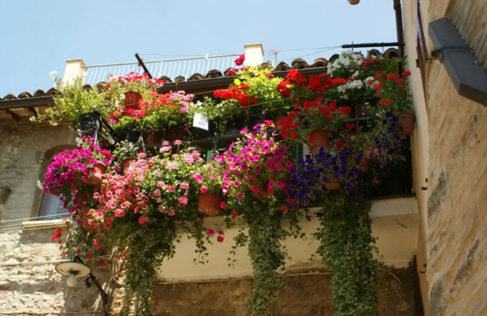 Sei piante da balcone che resistono al caldo e al sole senza problemi Immagine selezionata