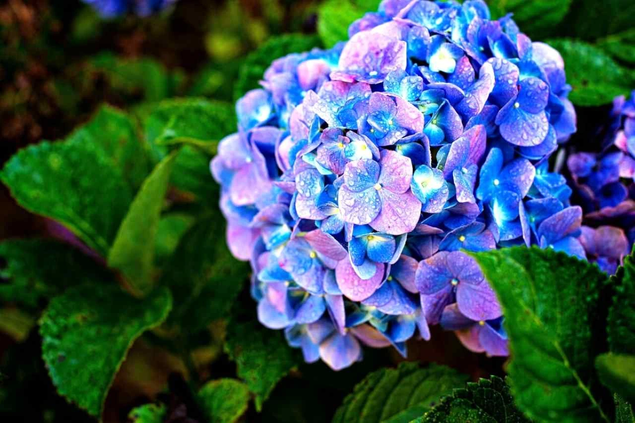 Ortensie colorate senza fertilizzanti: cosa aggiungere al terreno