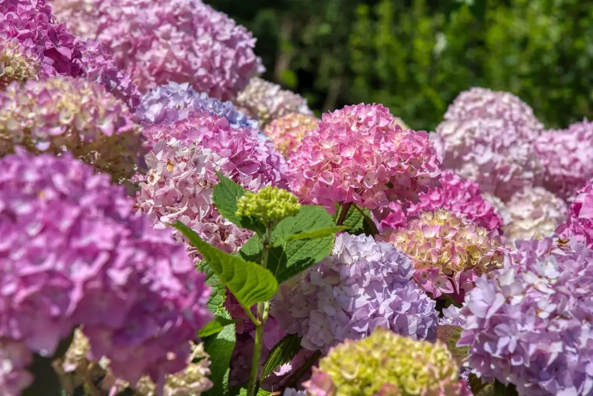 Ortensie colorate senza fertilizzanti: cosa aggiungere al terreno Immagine selezionata