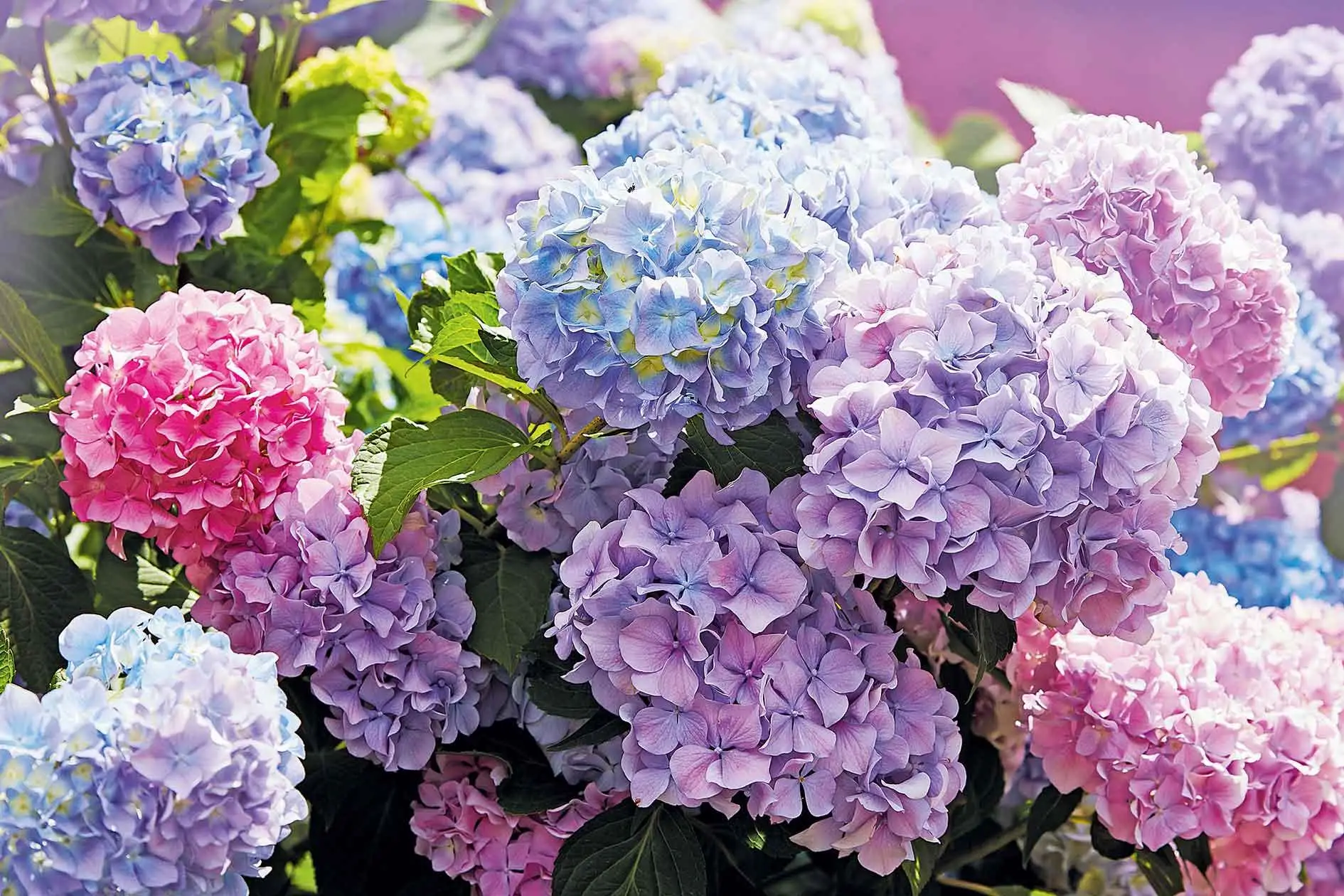 Ortensie colorate senza fertilizzanti: cosa aggiungere al terreno Immagine selezionata