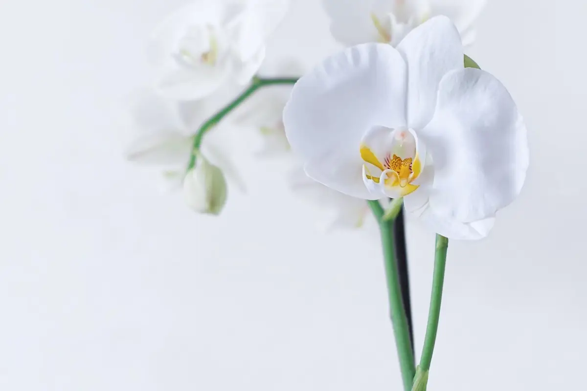 Come far fiorire le orchidee tutto l’anno: ecco il segreto degli esperti Come far fiorire le orchidee tutto l’anno: ecco il segreto degli esperti