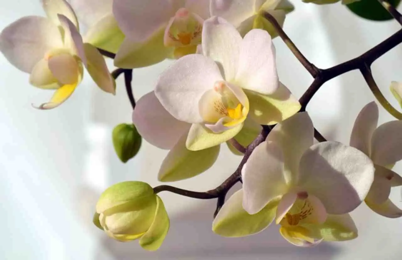Come far fiorire le orchidee tutto l’anno: ecco il segreto degli esperti Immagine selezionata