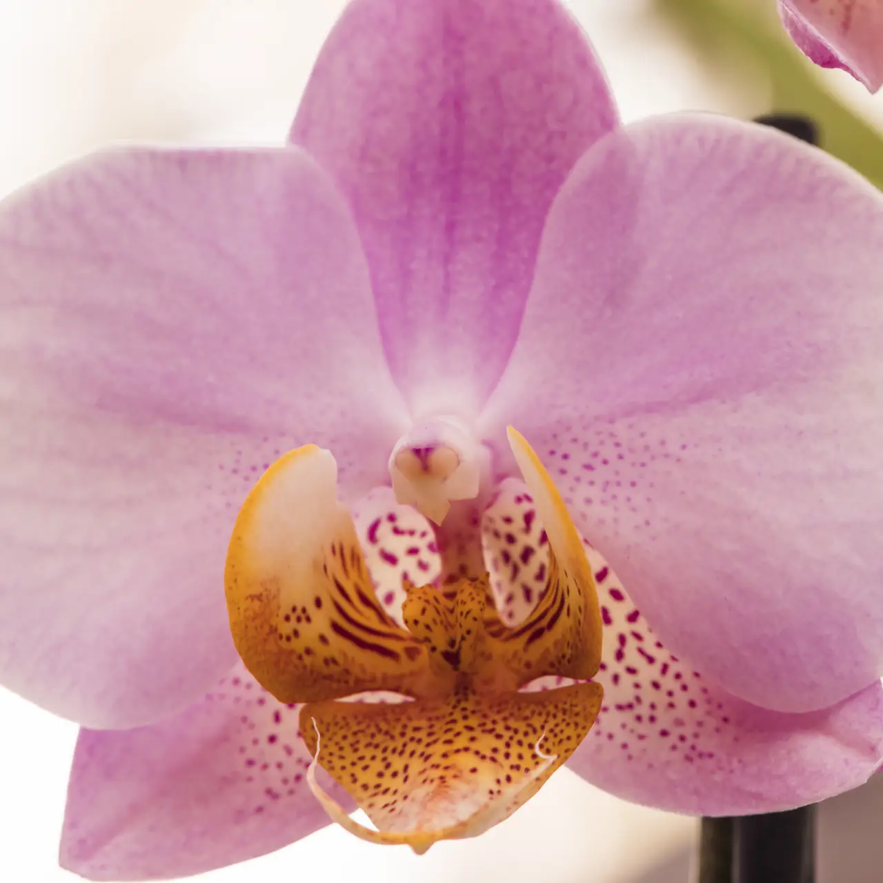 Come far fiorire le orchidee tutto l’anno: ecco il segreto degli esperti Immagine selezionata