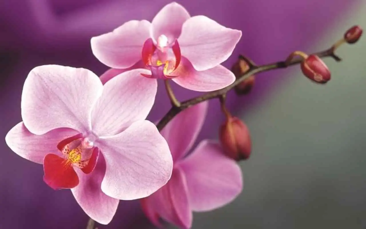 Come far fiorire le orchidee tutto l’anno: ecco il segreto degli esperti Immagine selezionata